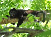 Hlučný opičák Mono congo