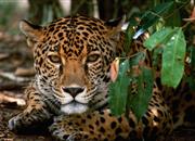 Jaguár - pán Kostariky