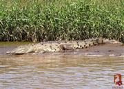 Krokodýl na Río Tárcoles