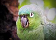 Žárlivý papoušek