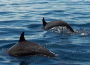 Delfín malovaný v Pacifiku