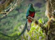 Quetzal - nejkrásnější ptáček