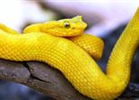 Had v Národním parku Tapantí