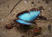 Motýl Morfo Azul
